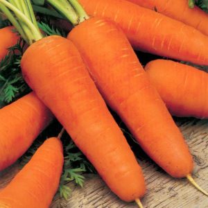 Carrot Seeds African Eggplant Touba (50 g)
