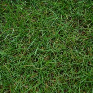 Grass African Eggplant Touba (50 g)