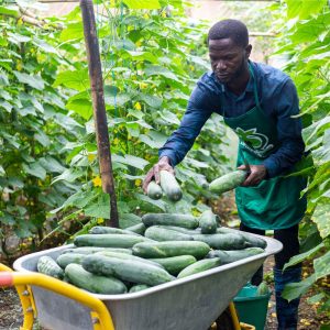 Cucumber Seeds African Eggplant Touba (50 g)