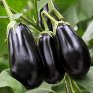 Egg Plant African Eggplant Touba (50 g)