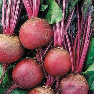 Beetroot Seeds African Eggplant Touba (50 g)