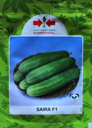 484804076_1299592711605121_2486331471275655632_n Cucumber Saira F1 (10 Gram Pouch)
