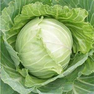 Cabbage Seeds African Eggplant Touba (50 g)