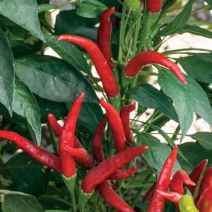 Pepper Seed African Eggplant Touba (50 g)