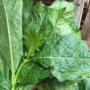 Vegetable Seed African Eggplant Touba (50 g)