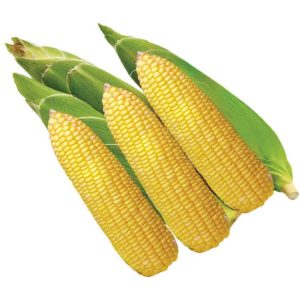Sweet Corn African Eggplant Touba (50 g)