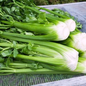 Herb Seed African Eggplant Touba (50 g)