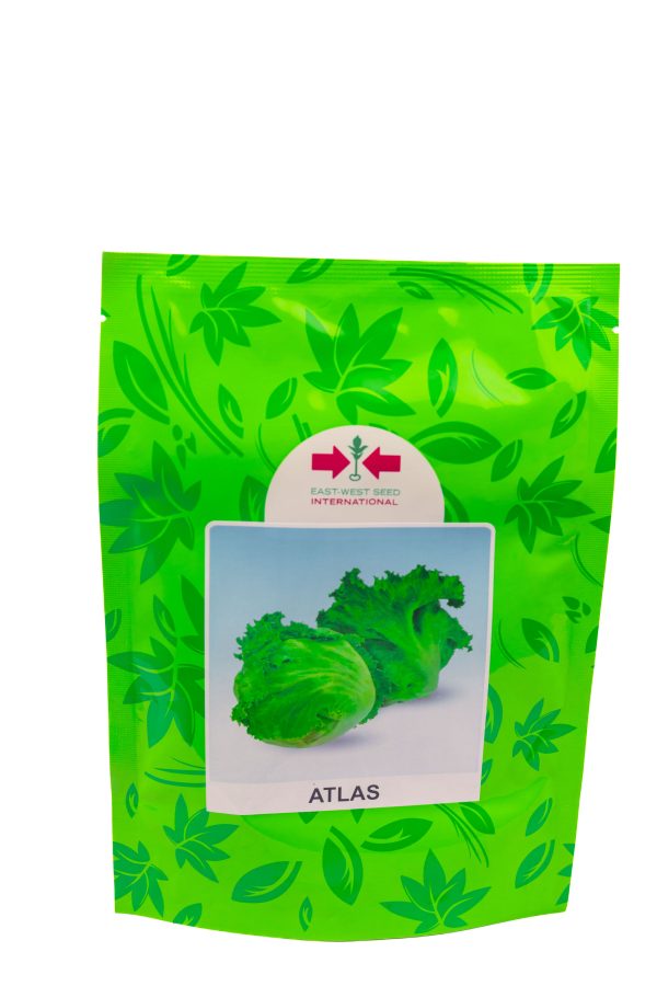 Lettuce Atlas (100 Gram Pouch)
