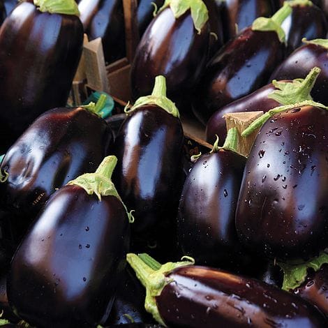 Eggplant Bonita F1 - 50g